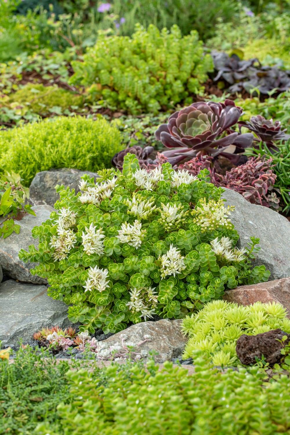 Sedum spurium 'Album'