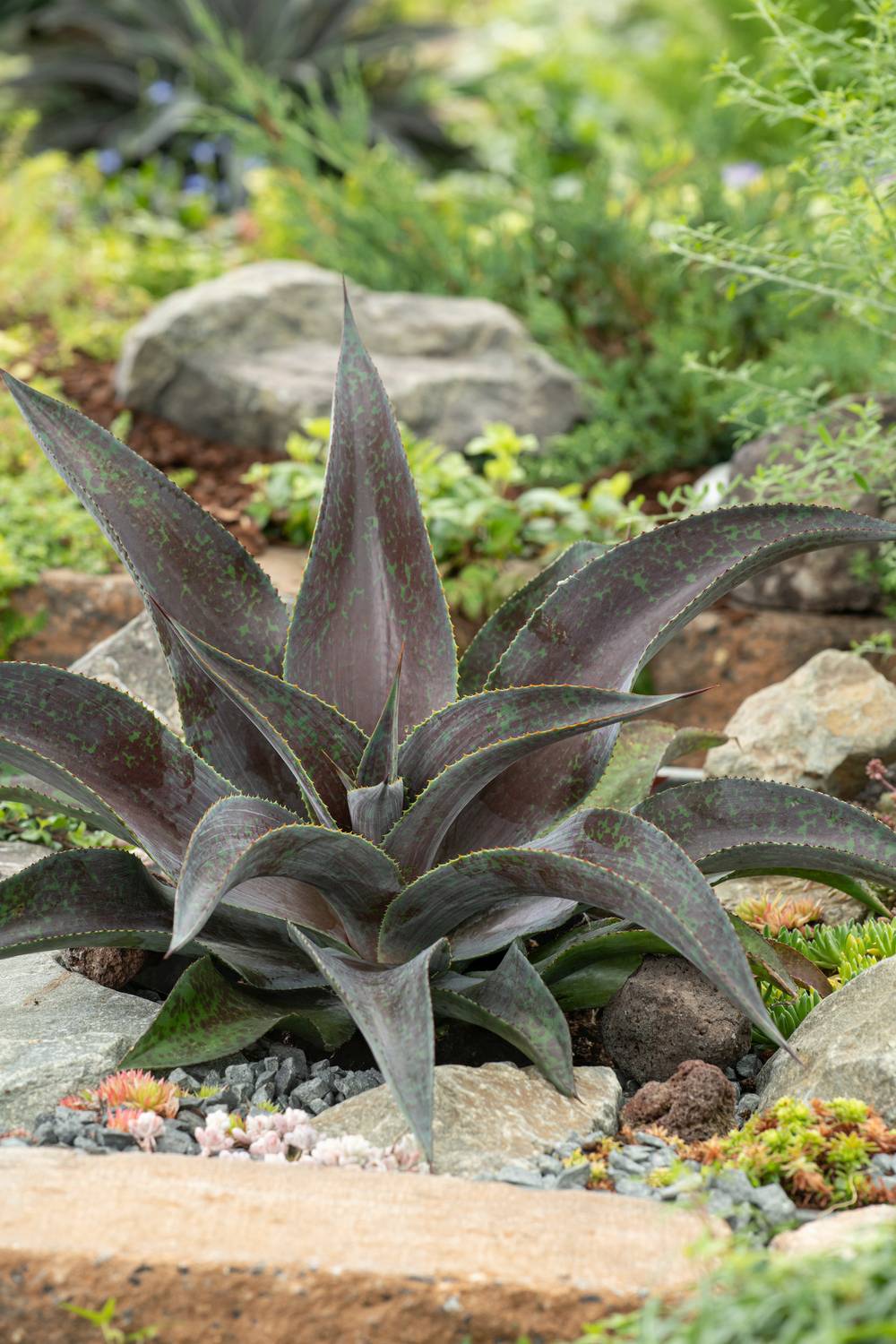 Agave Mangave 'Mission To Mars'