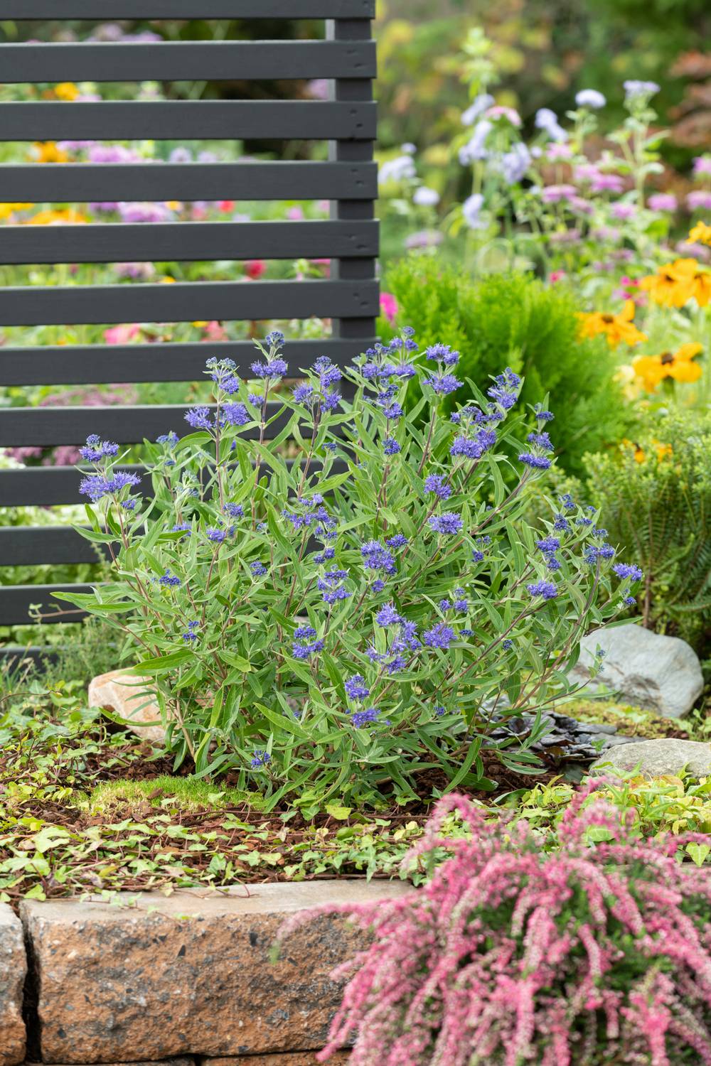Caryopteris clandonensis - Barbe bleue
