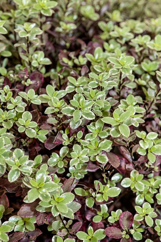 Pittosporum 'Bannow Bay'