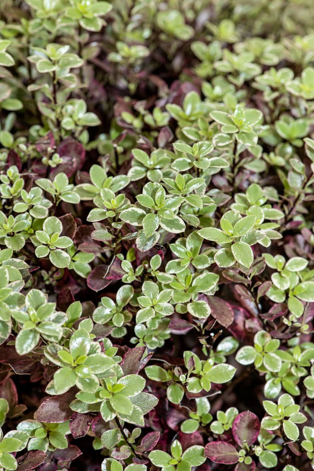 Pittosporum 'Bannow Bay'