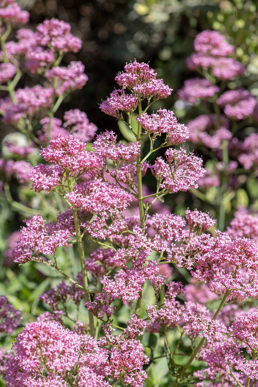 Centranthus ruber - Valériane - Pot 2L - Jardiland