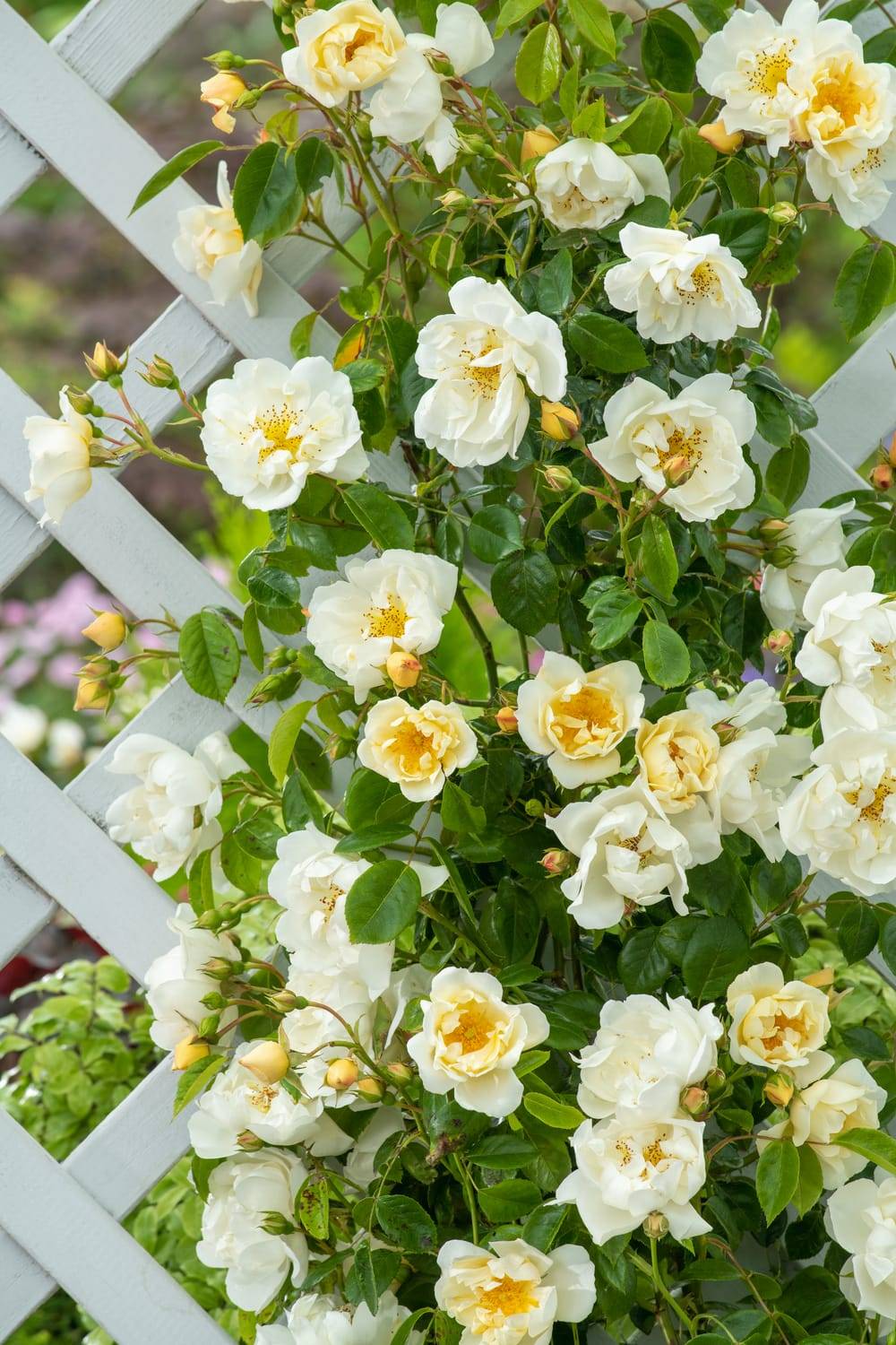 Rosier liane 'City Of York'
