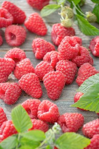 Framboisier 'Summer Chef'