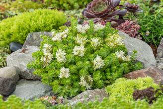 SEDUM album en pot de 2 litres