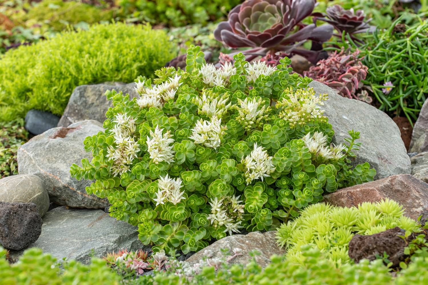 SEDUM album en pot de 2 litres