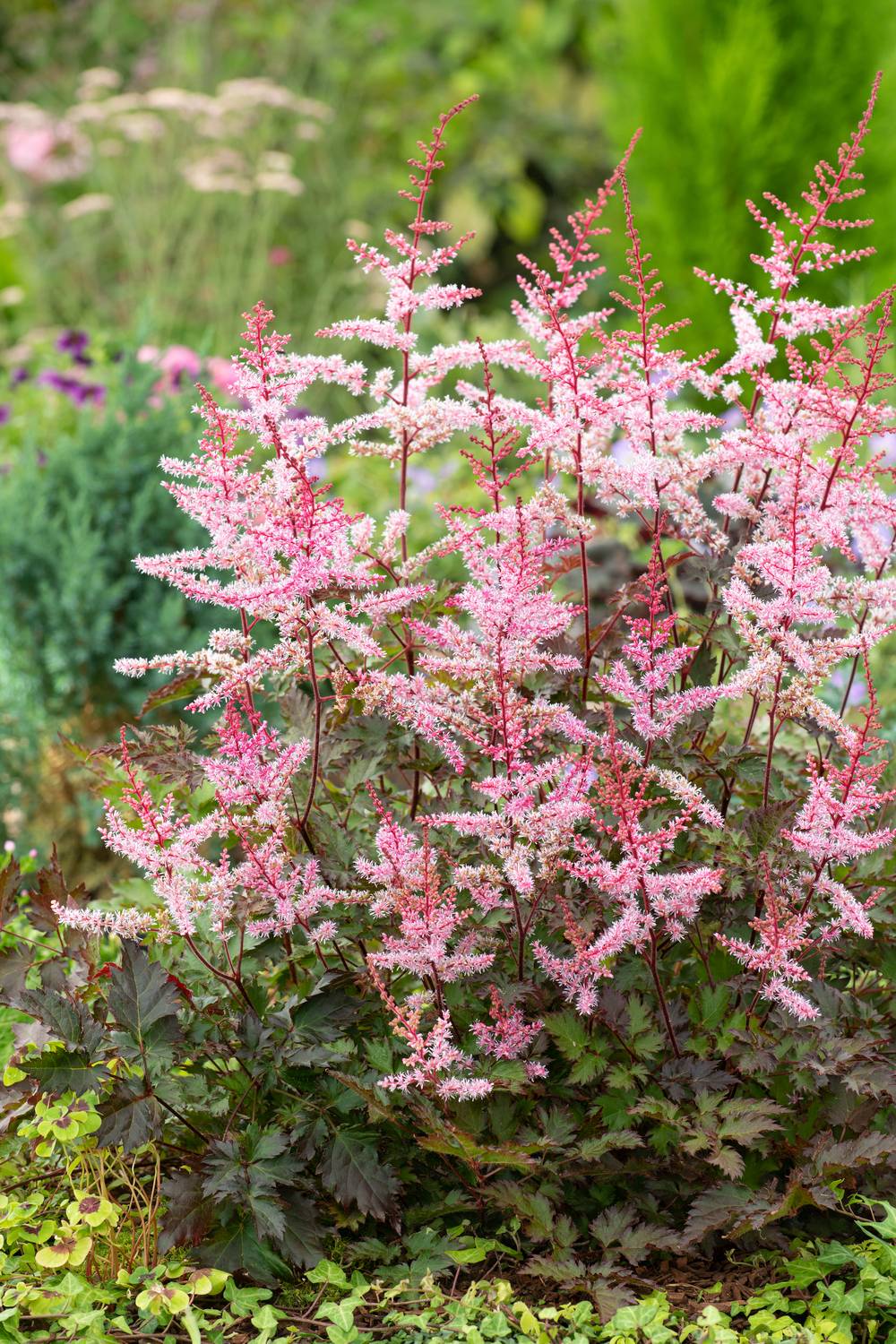 Astilbe arendsii 'Delft Lace'