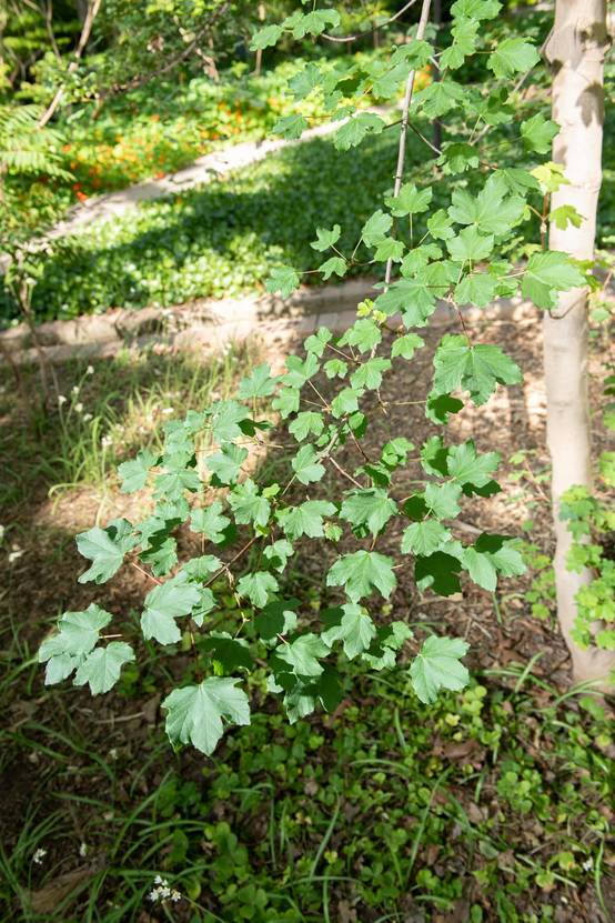 Acer opalus - Érable d'Italie