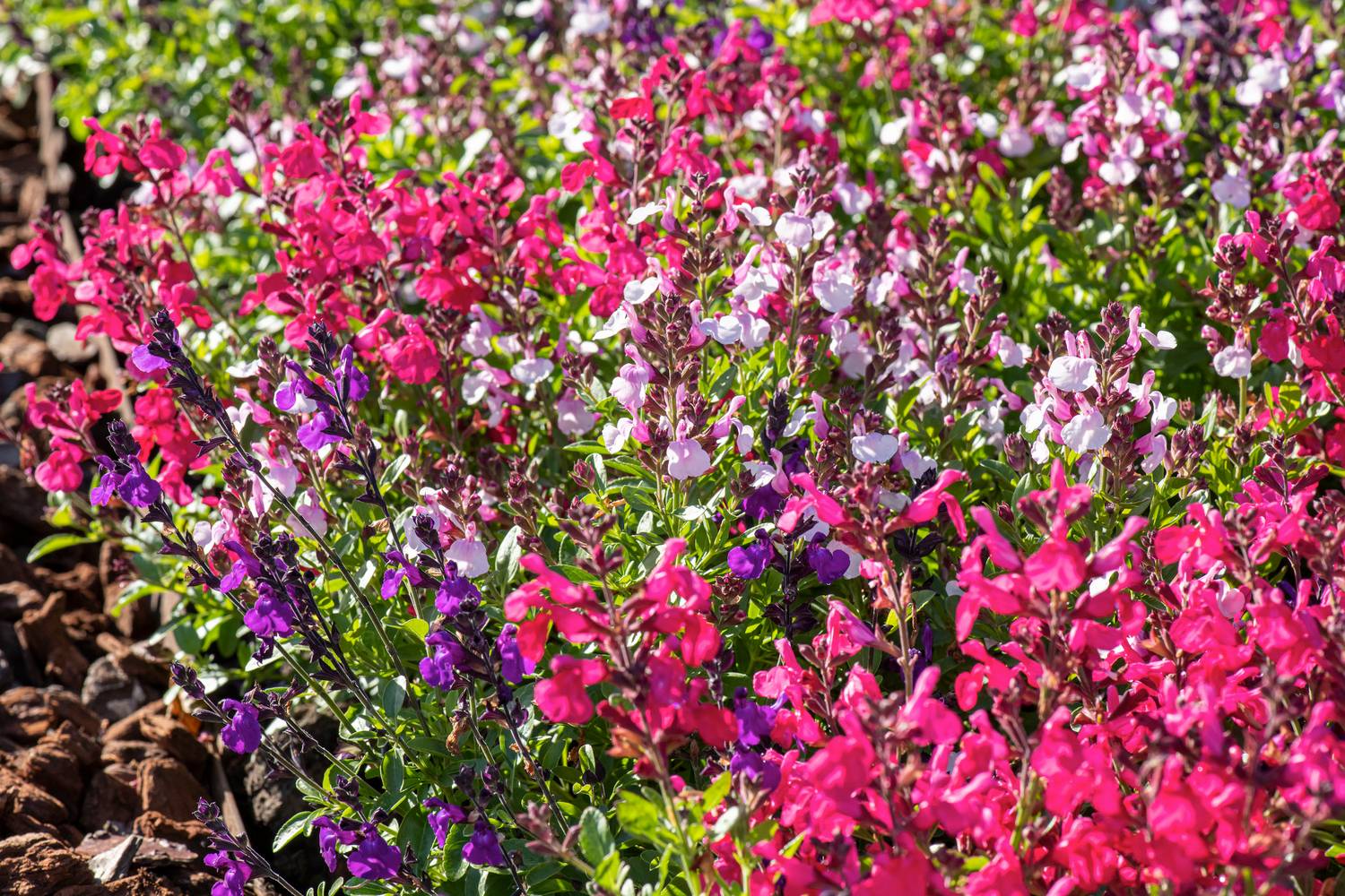 SALVIA greggii 'Mirage' MPS C4L