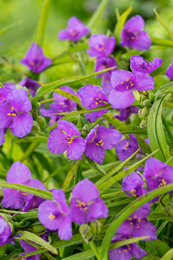 Tradescantia andersionana 'Ocean Blue' - Ephémère de Virginie