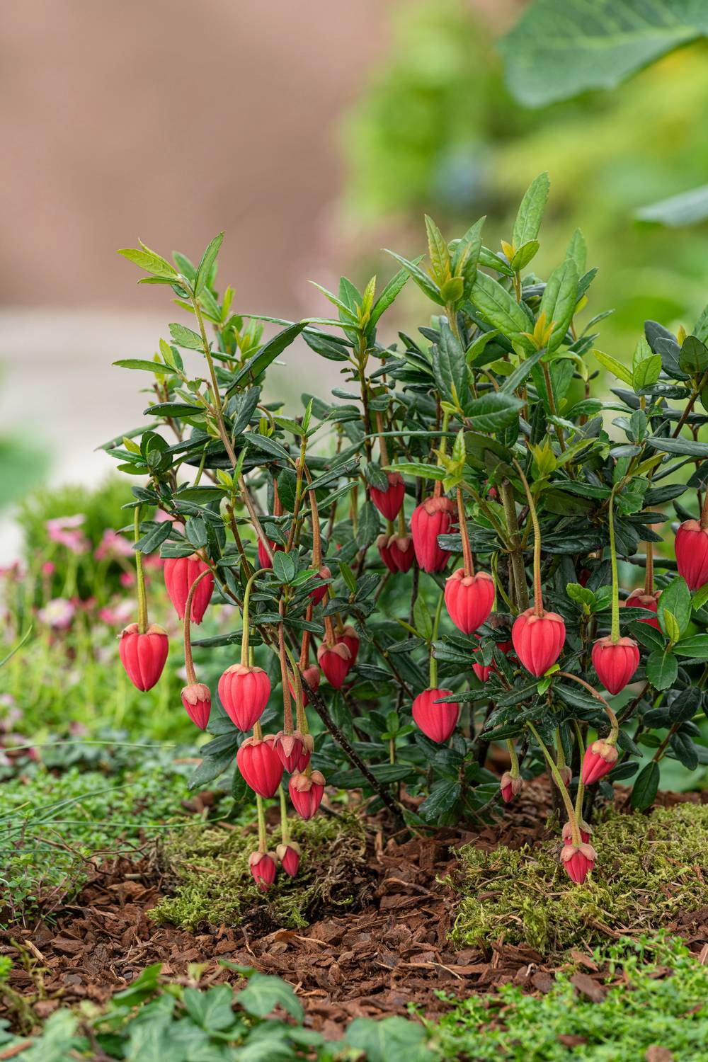 Crinodendron hookerianum - Arbre aux lanternes