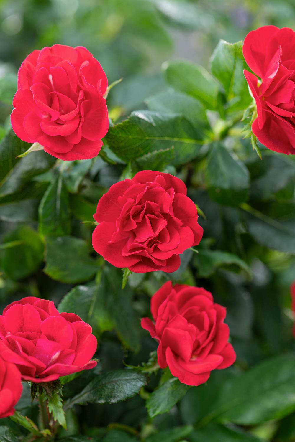 Rosier miniature 'Zepeti'®