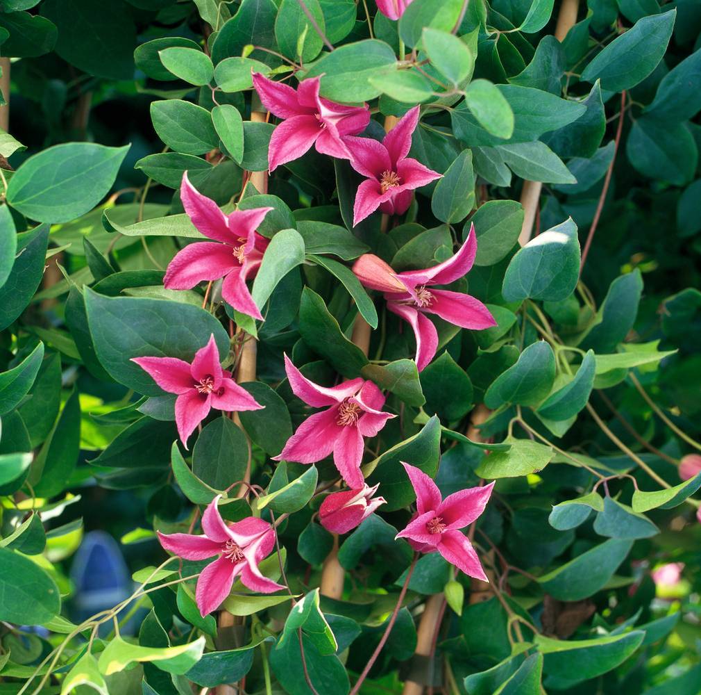 Clématite texensis 'Princess Diana' - Clematis