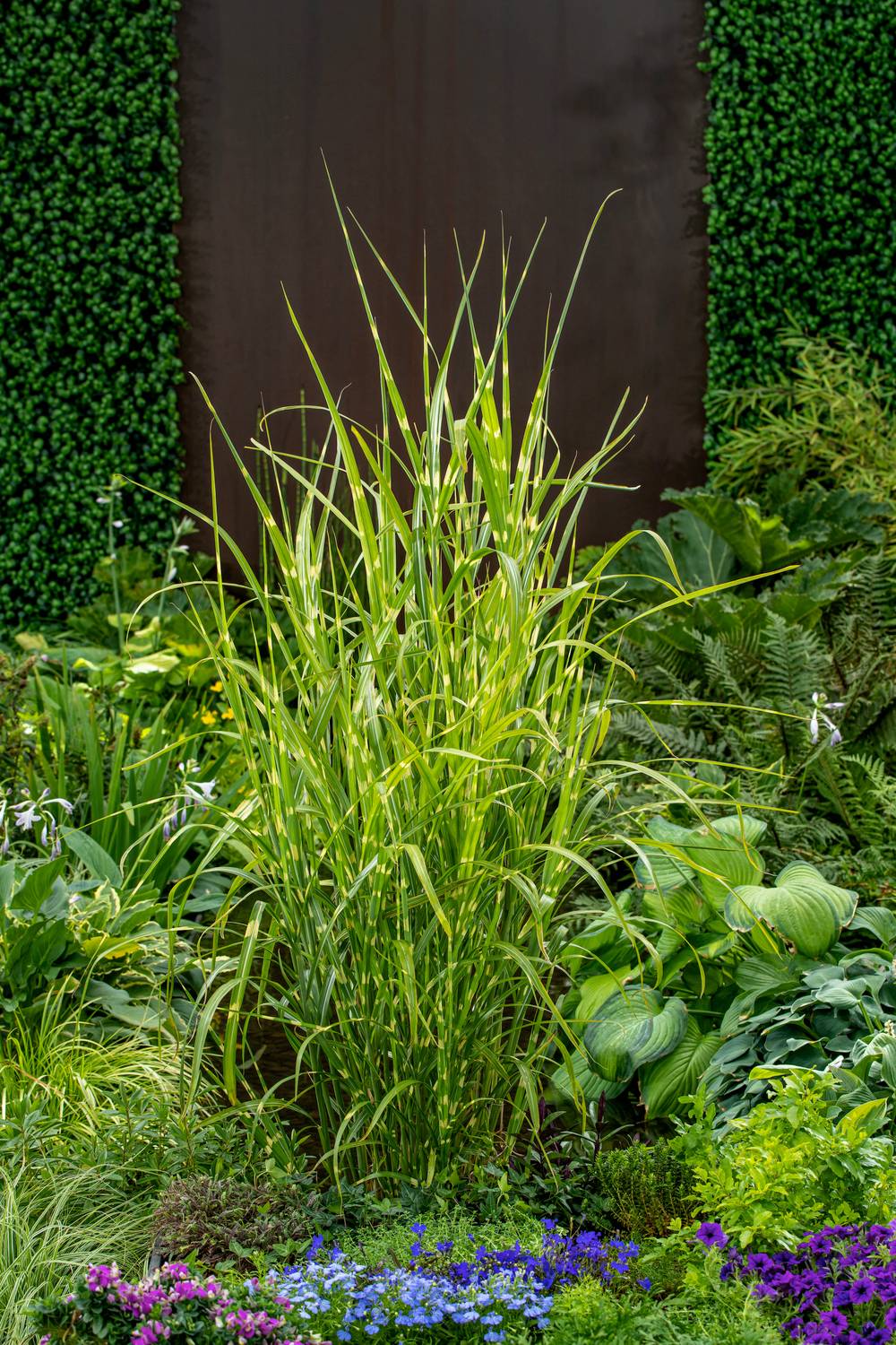 MISCANTHUS sinensis 'Strictus' en pot de 4 litres