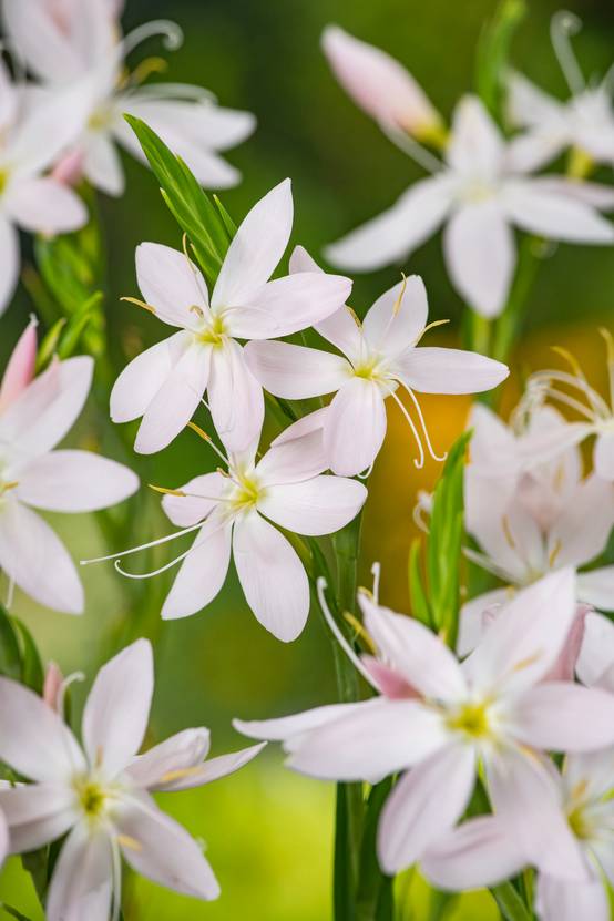 Schizostylis coccinea 'Pink Princess' - Lys des cafres