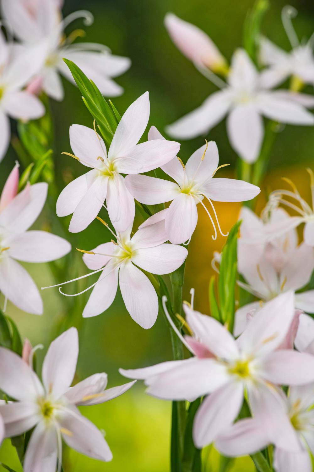 Schizostylis coccinea 'Pink Princess' - Lys des cafres