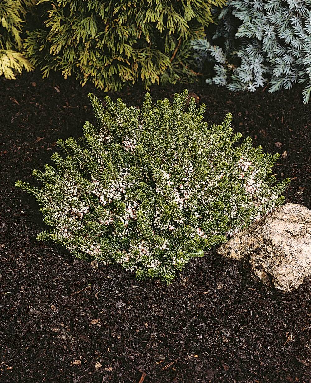 Erica nana 'Limoncello' - Bruyère naine 'Limoncello'