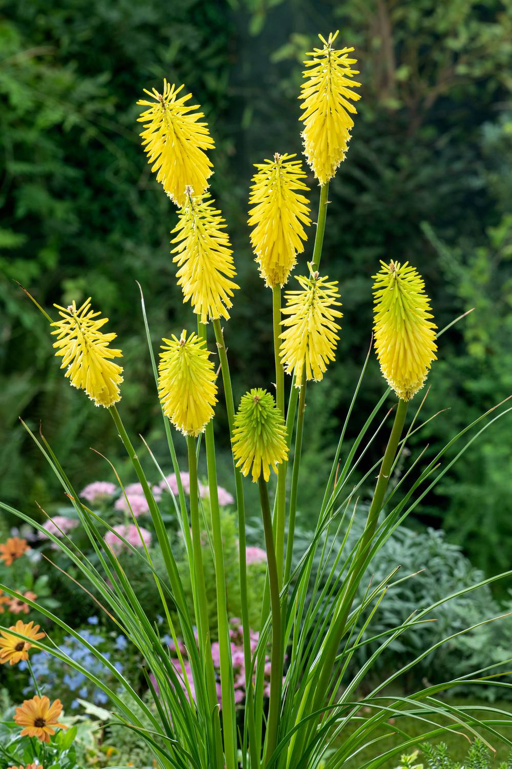 Kniphofia 'Lemon Popsicle' - Tison de Satan (Tritoma)
