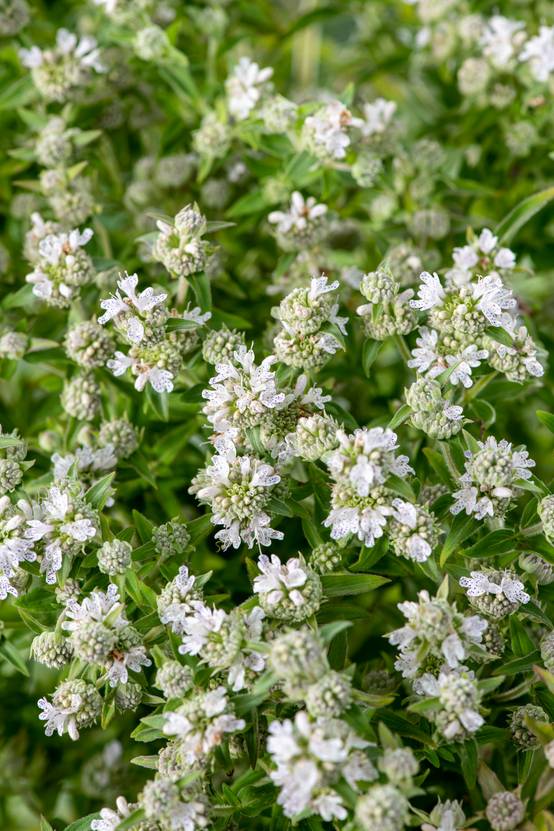 Pycnanthemum pilosum