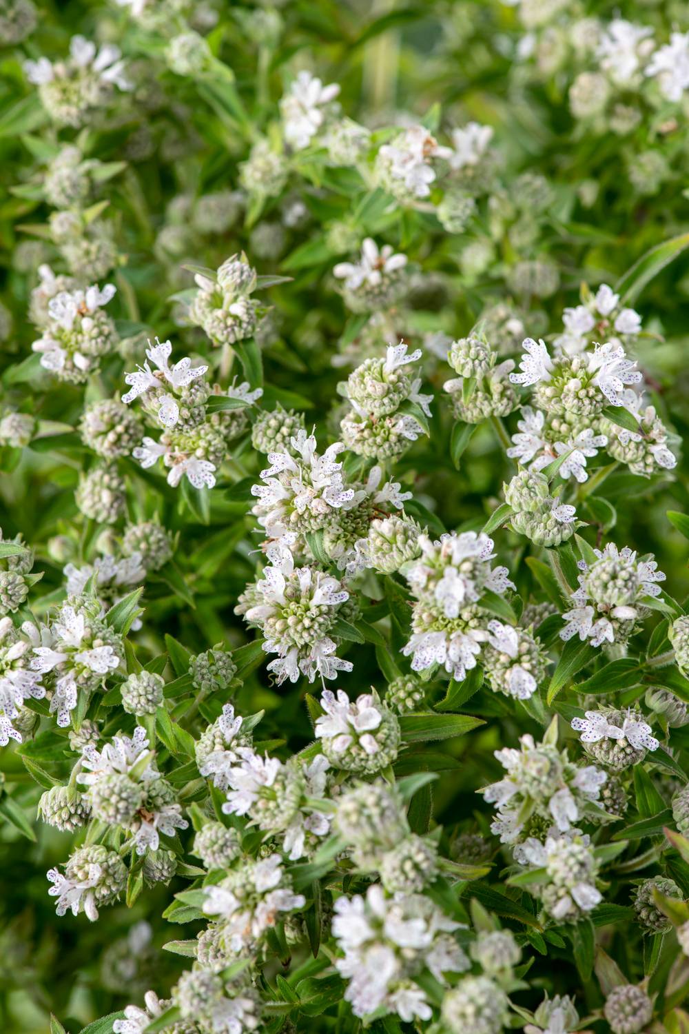 Pycnanthemum pilosum