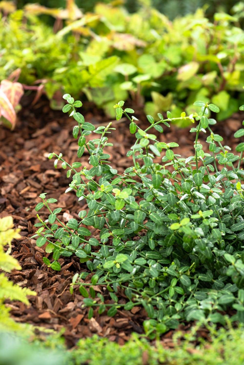 Euonymus fortunei 'Minimus' - Fusain