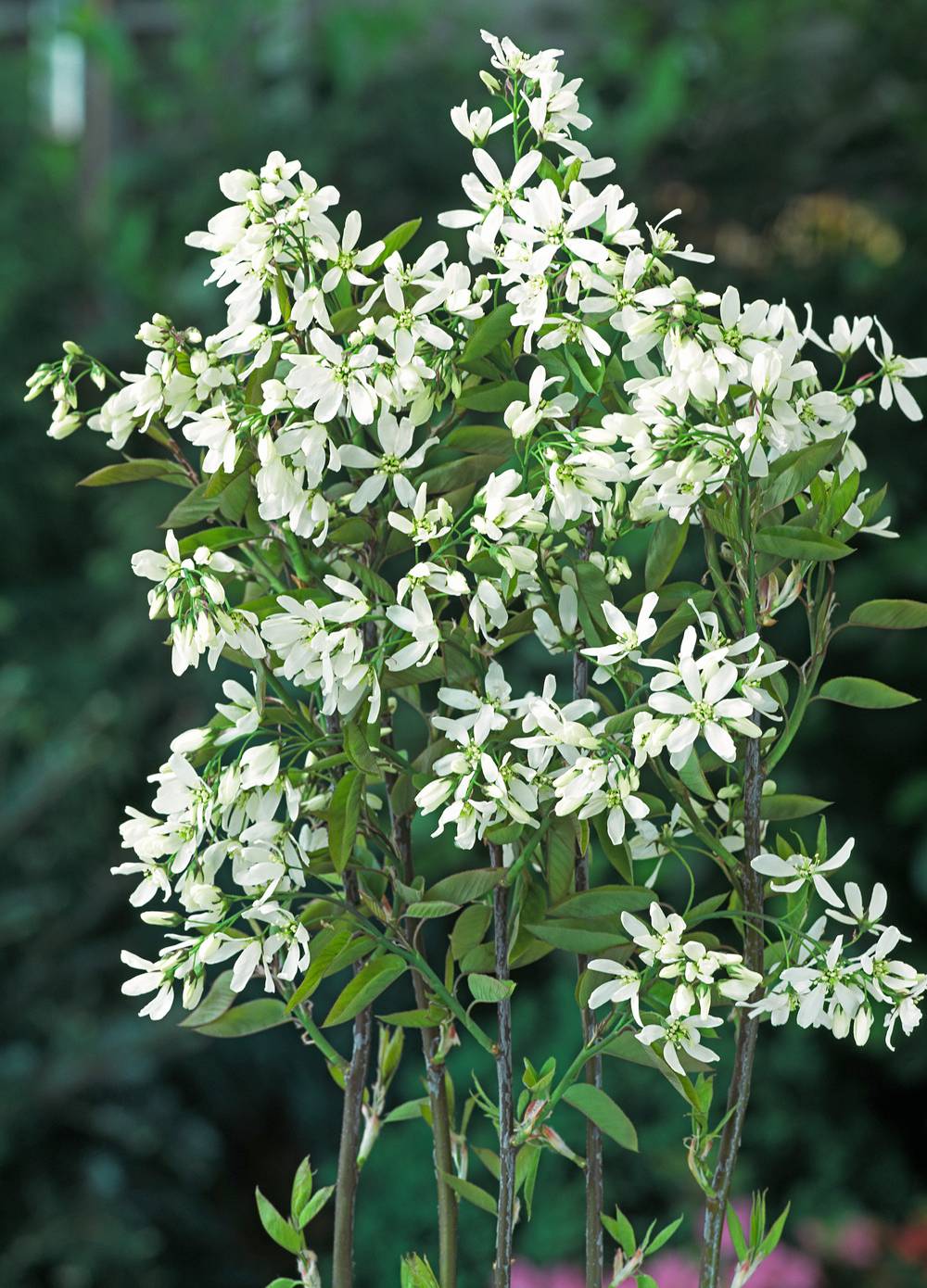 Eucryphia lucida 'Ballerina'