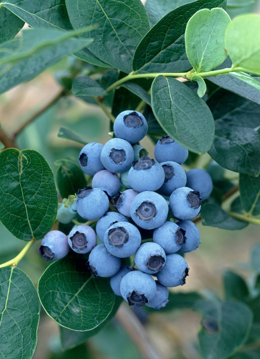 Myrtillier 'BlueJay'