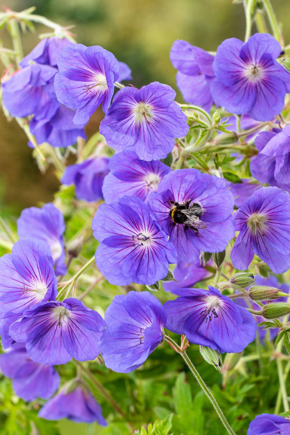 Géranium 'Orion' - Géranium vivace - Pot 2L - Jardiland