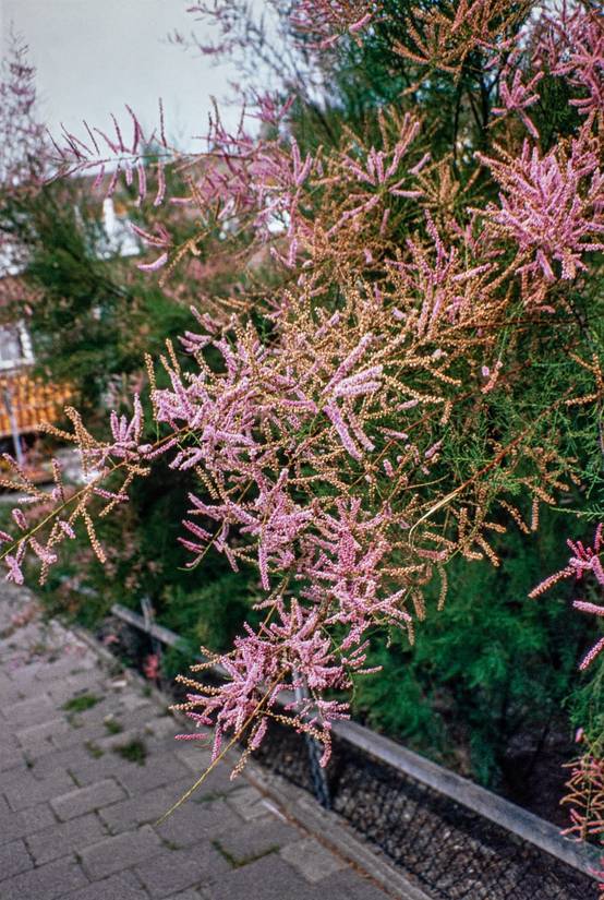 Tamarix ramosissima 'Rubra' - Tamaris d'été