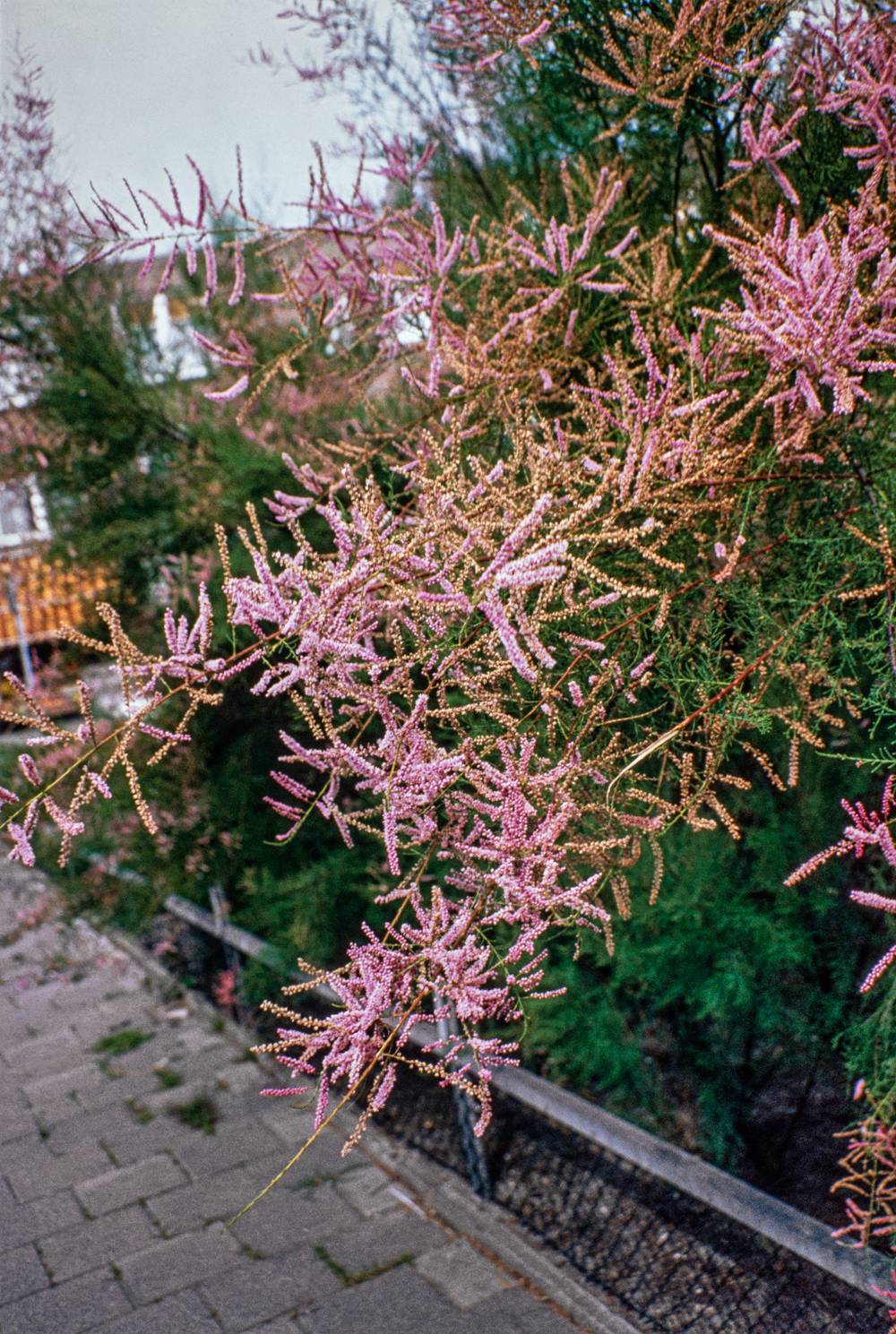 Tamarix ramosissima 'Rubra' - Tamaris d'été