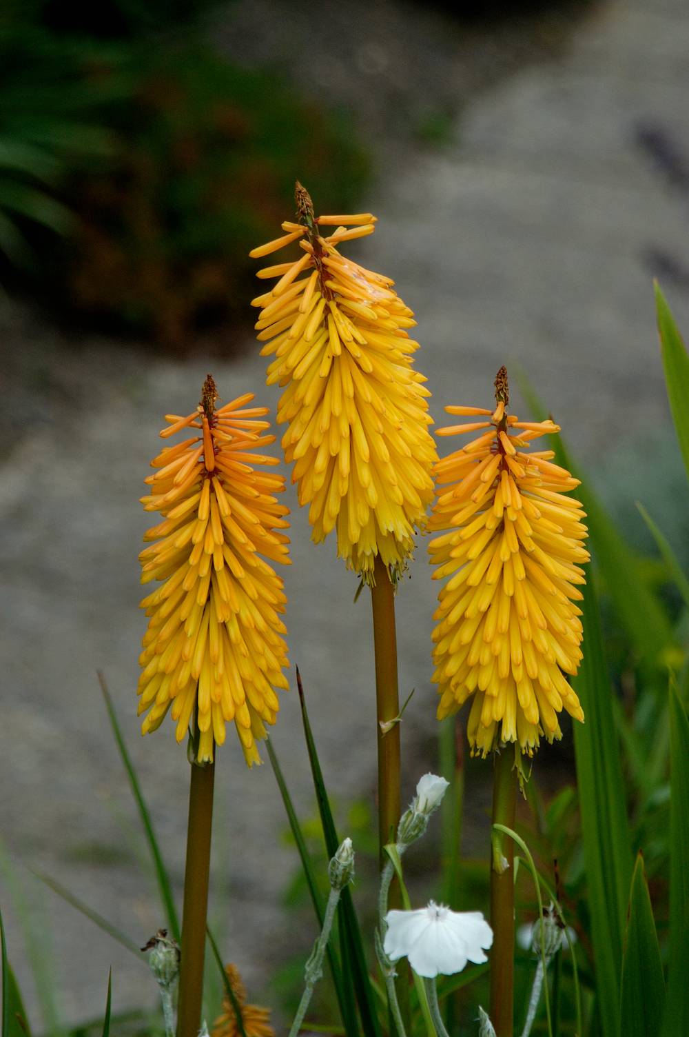 Kniphofia 'Shining Spectre' - Tison de Satan (Tritoma)
