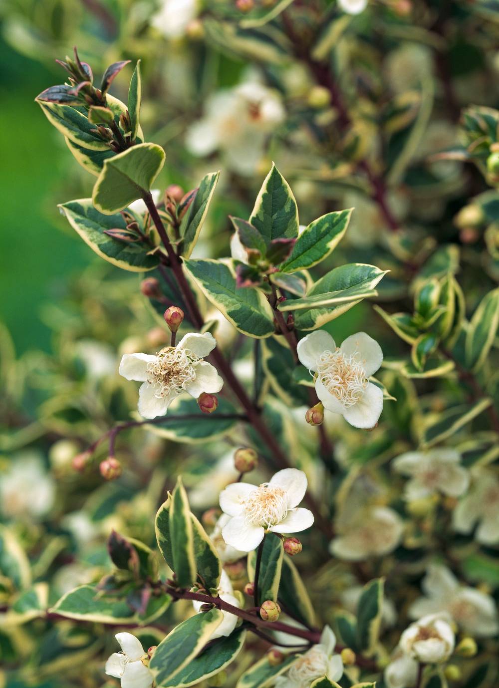 Myrtus 'Glanleam Gold' - Myrte