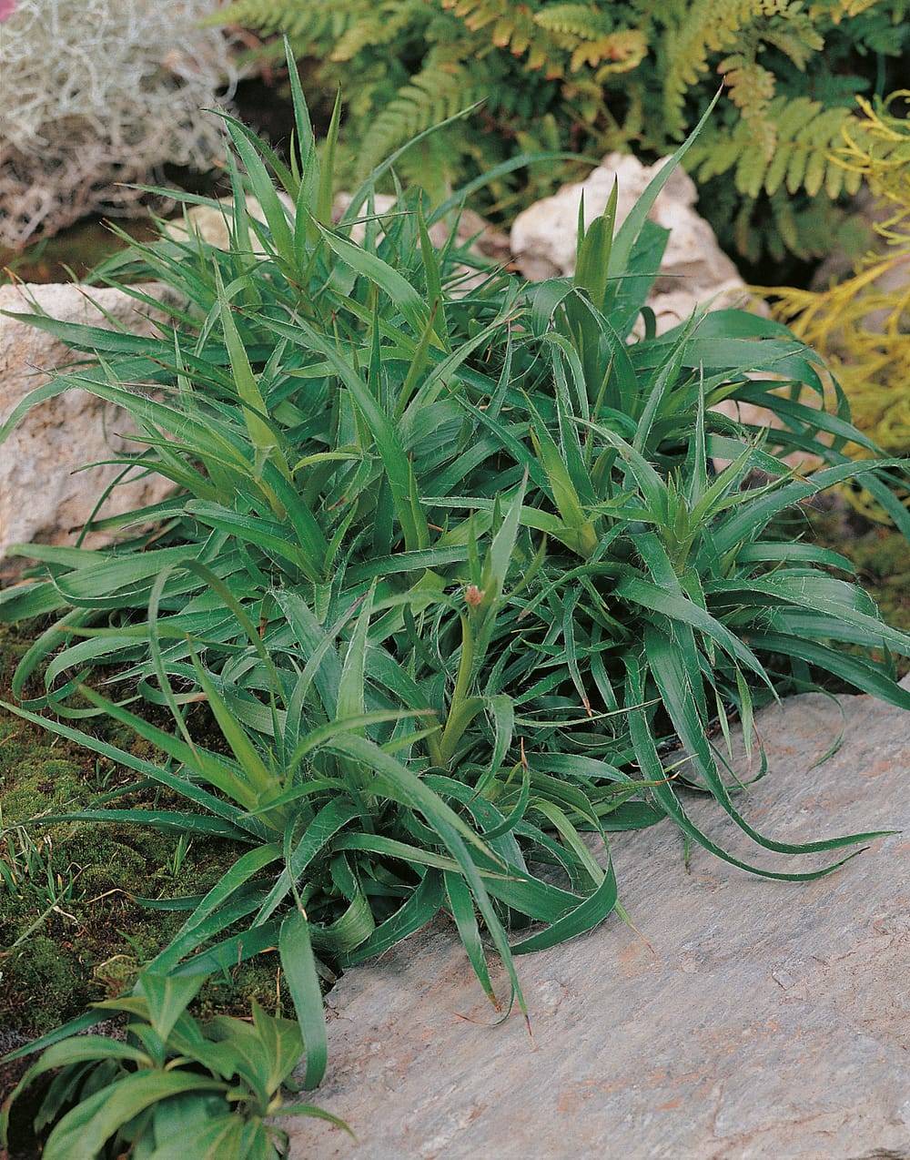 Luzula sylvatica 'Marginata' - Graminée Luzule des bois 'Marginata'
