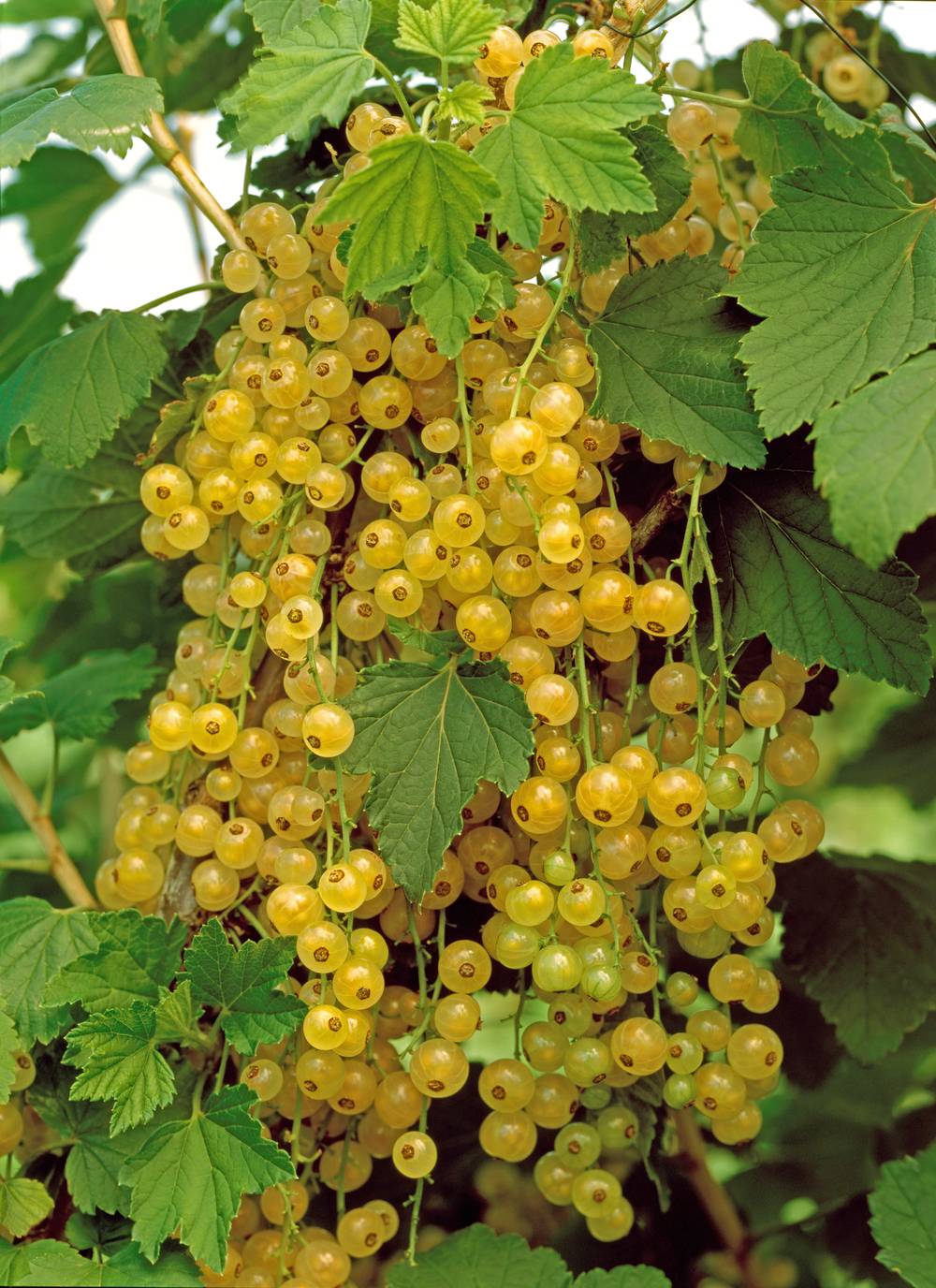 Groseillier à grappes 'Witte Hollander'