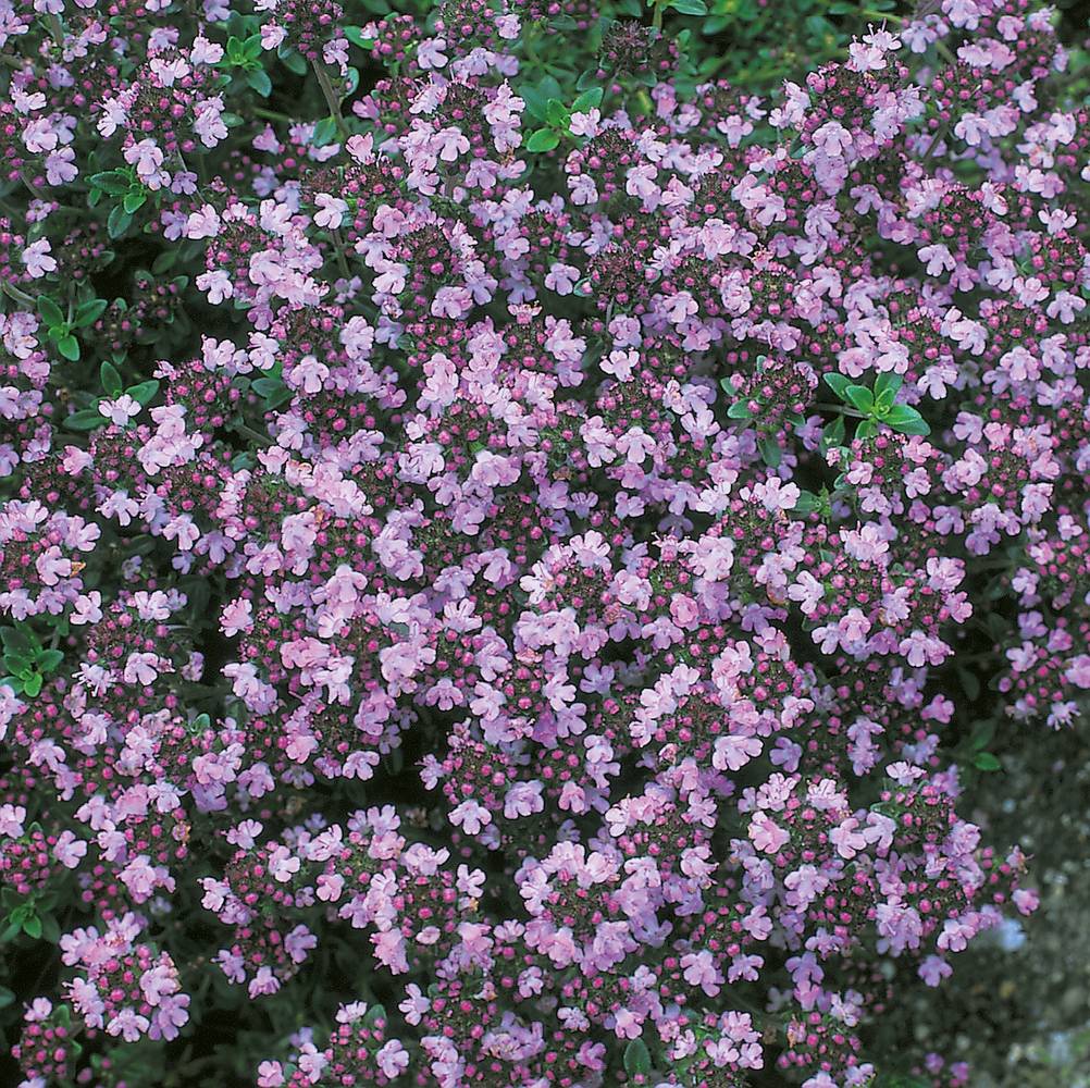 Thym serpolet - Bio - POT 14CM - Jardiland