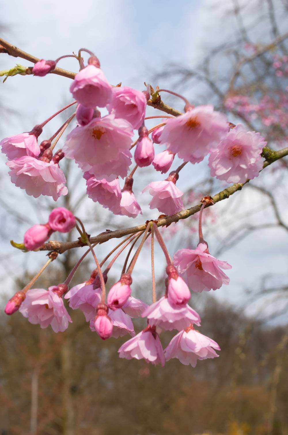 Prunus subhirtella 'Pendula' - Cerisier à fleurs d'hiver