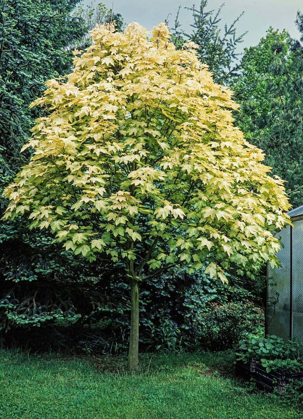 Acer pseudoplatanus 'Brilliantissimum' - Érable sycomore