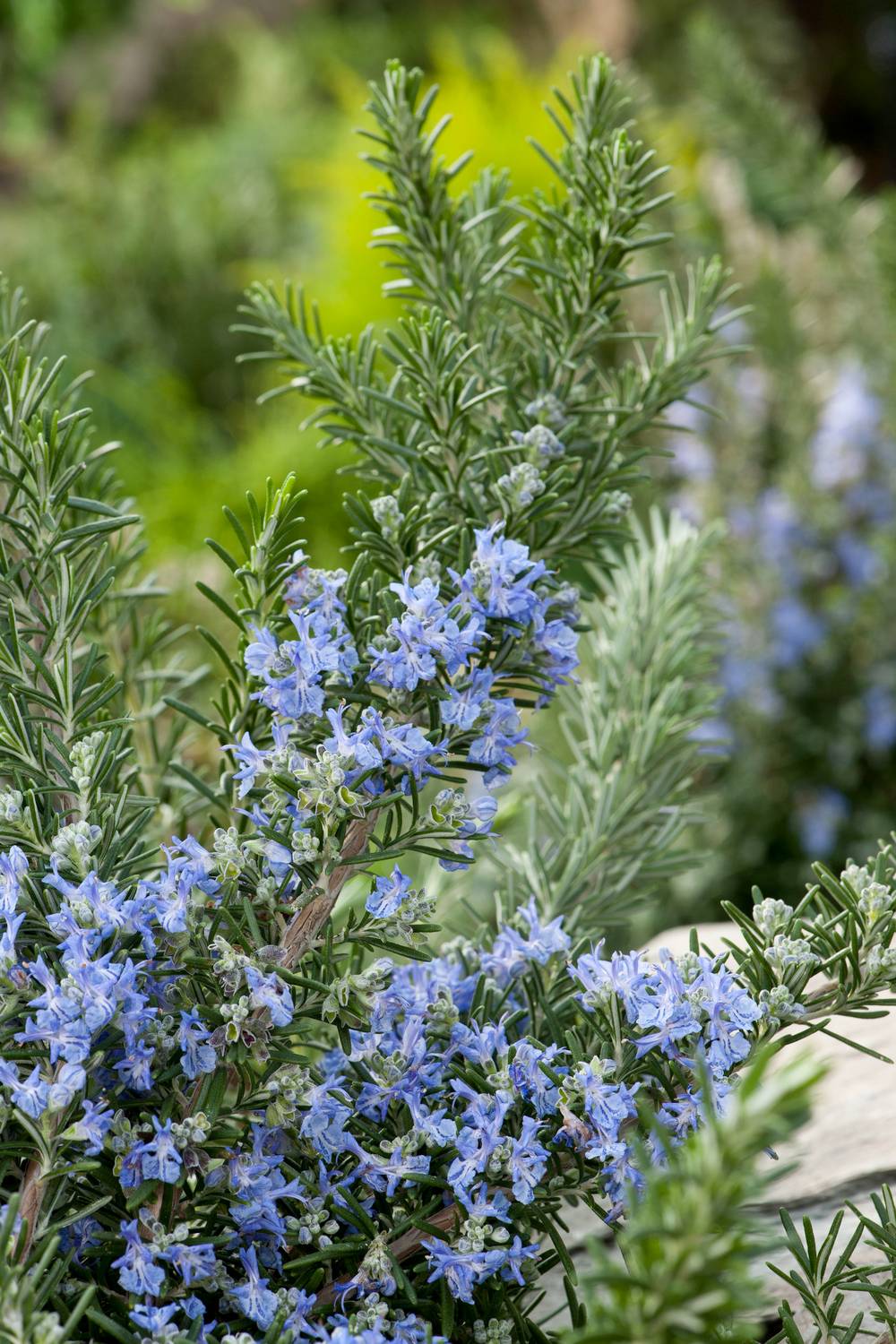 Rosmarinus officinalis 'Prostatus' - Romarin rampant - Pot de 3 litres ...