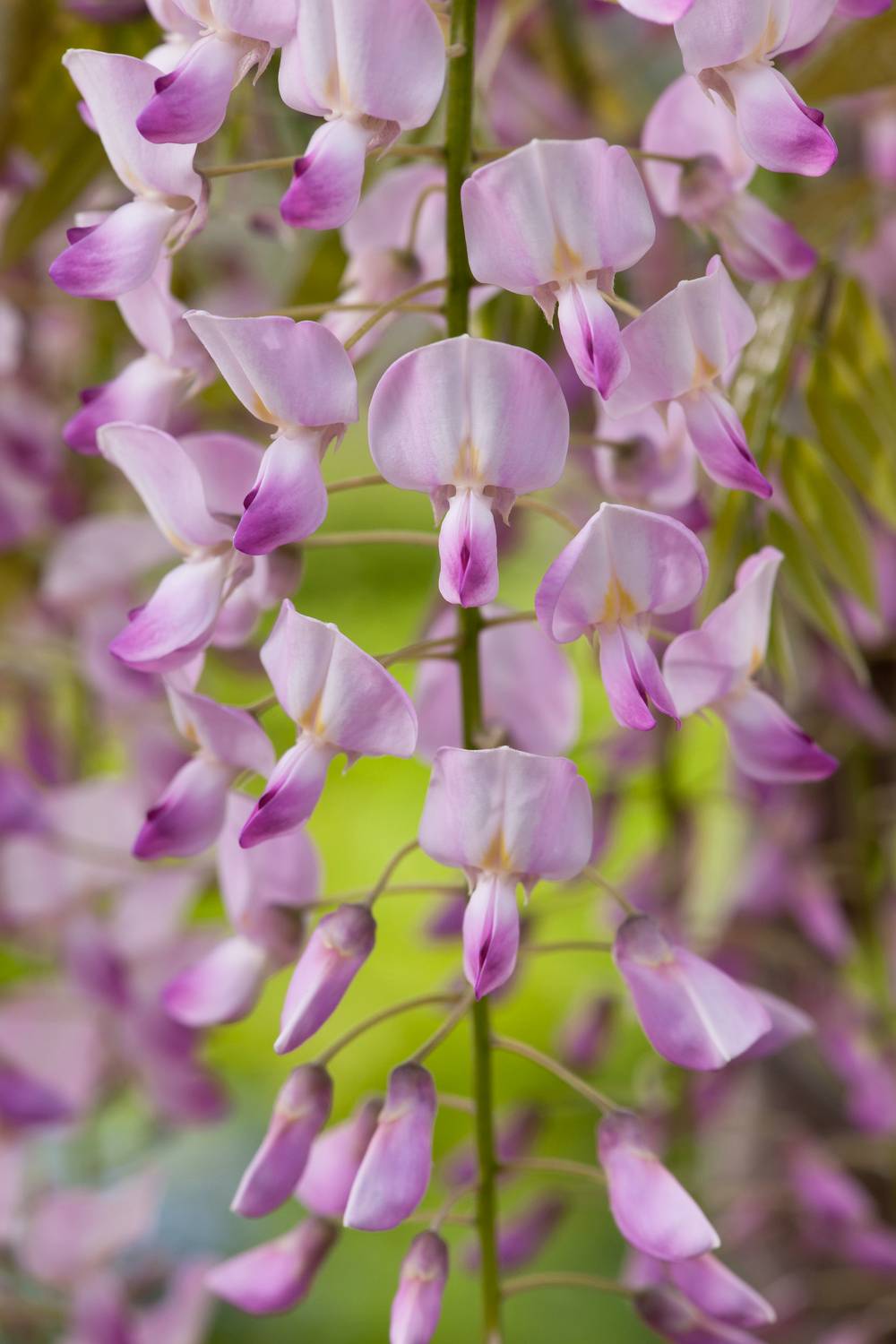 Wisteria floribunda 'Pink Ice' - Glycine du Japon - Image 1