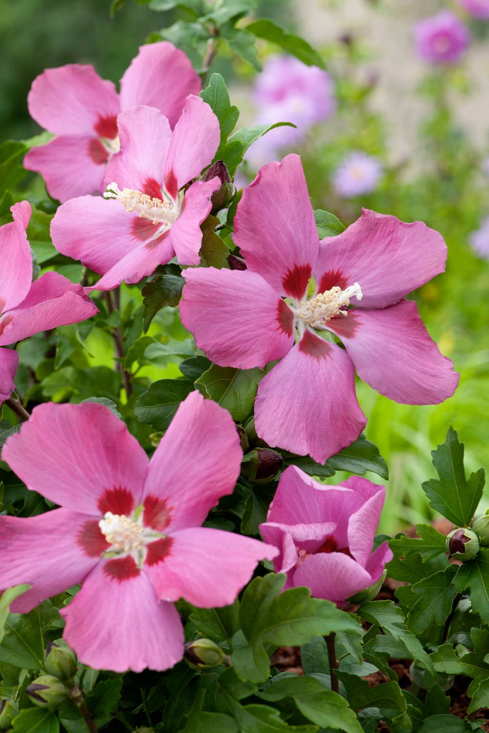 Hibiscus syriacus 'Woodbridge' - Hibiscus de jardin