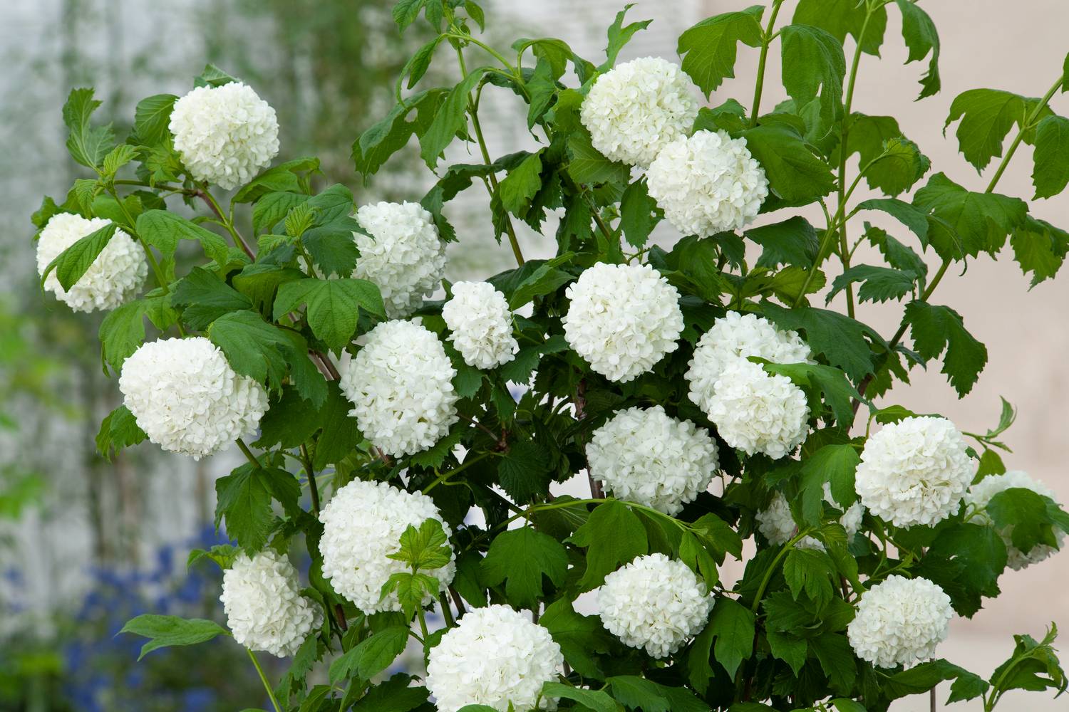 Viburnum opulus 'Roseum' - Boule de Neige