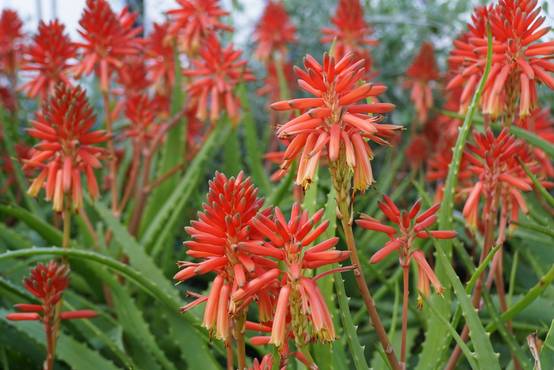 Aloe SAFARI SUNRISE