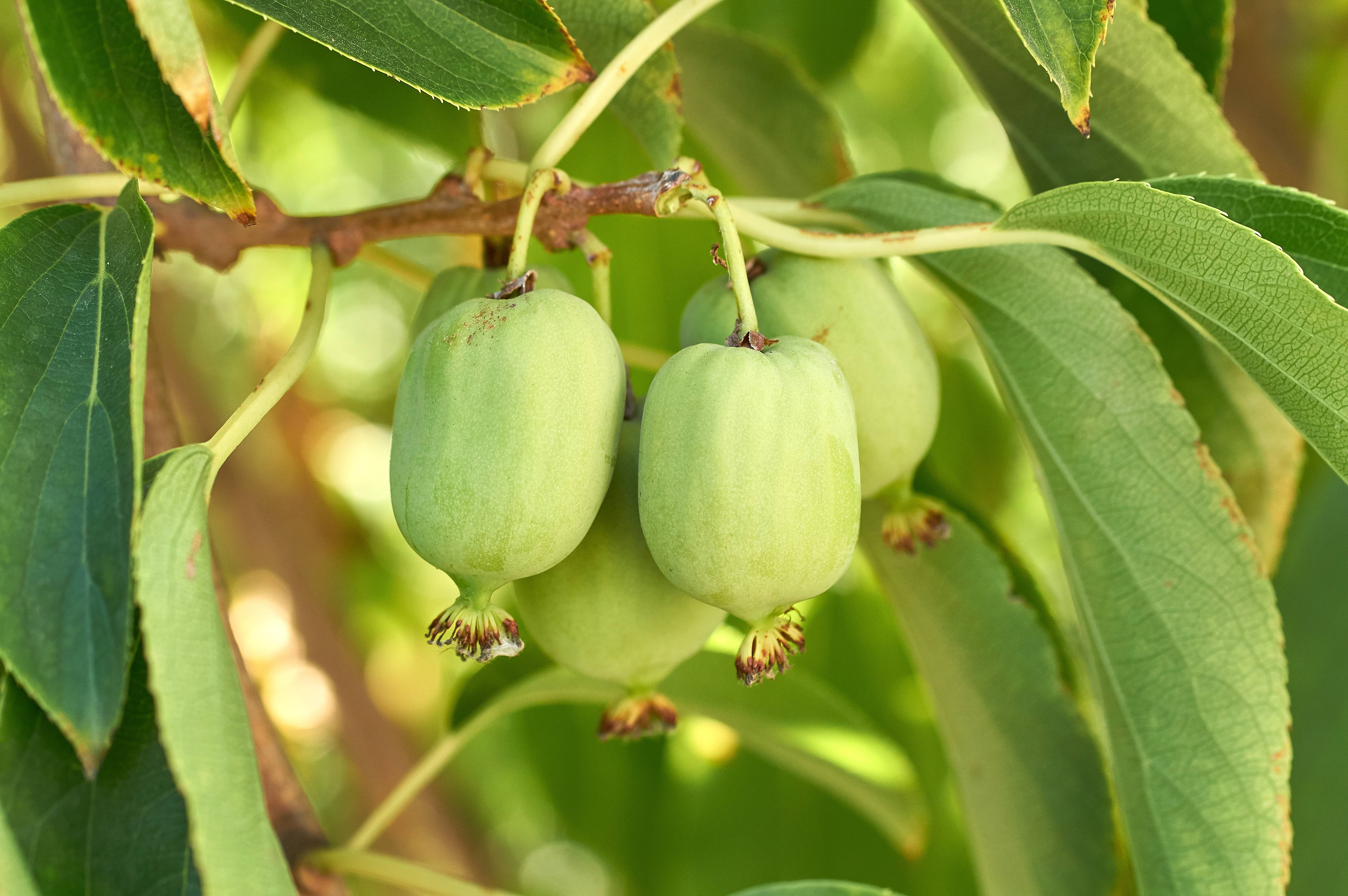 Kiwi autofertile 'Vitikiwi'®