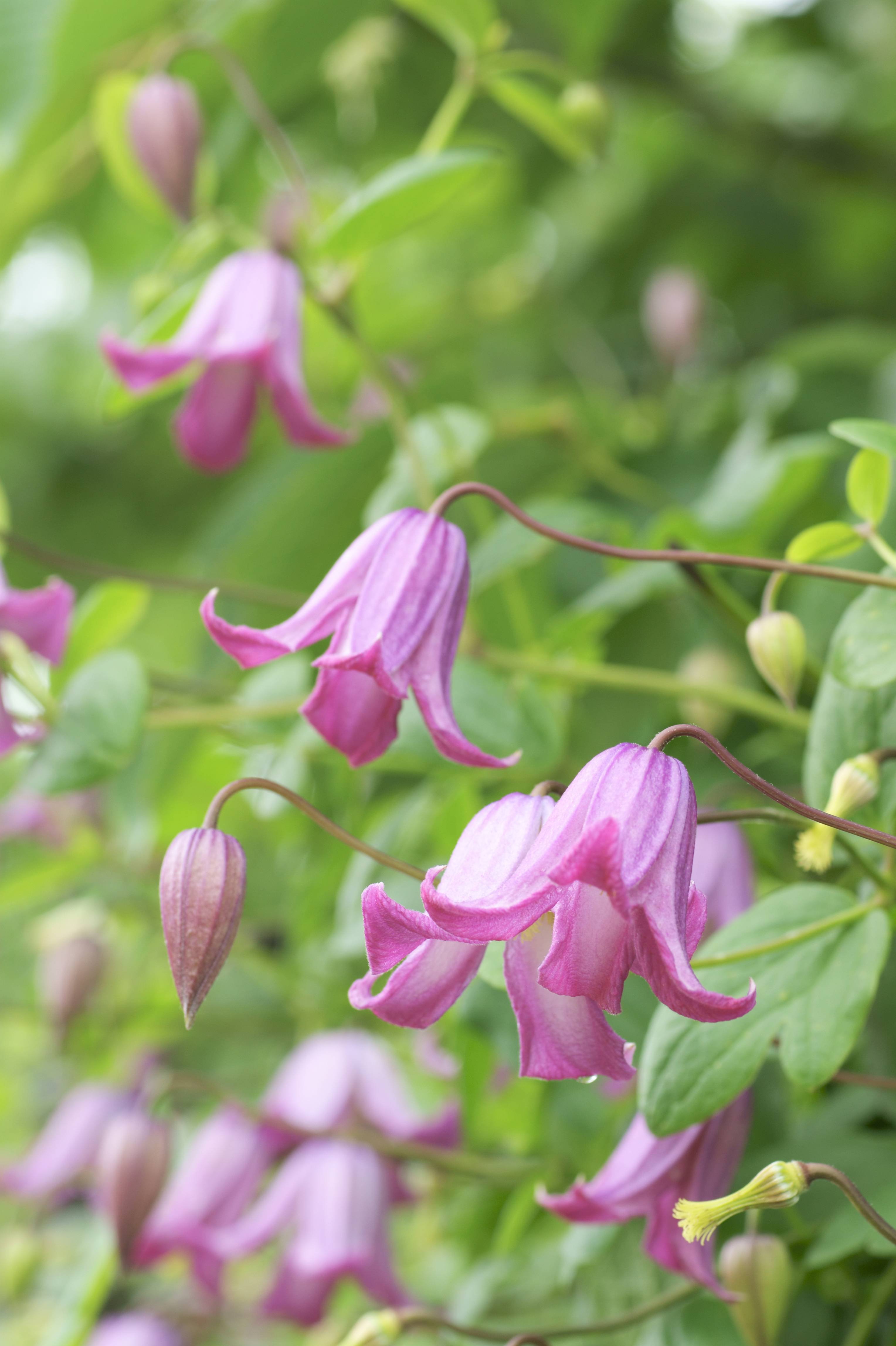 Clématite 'Alionushka' - Clematis
