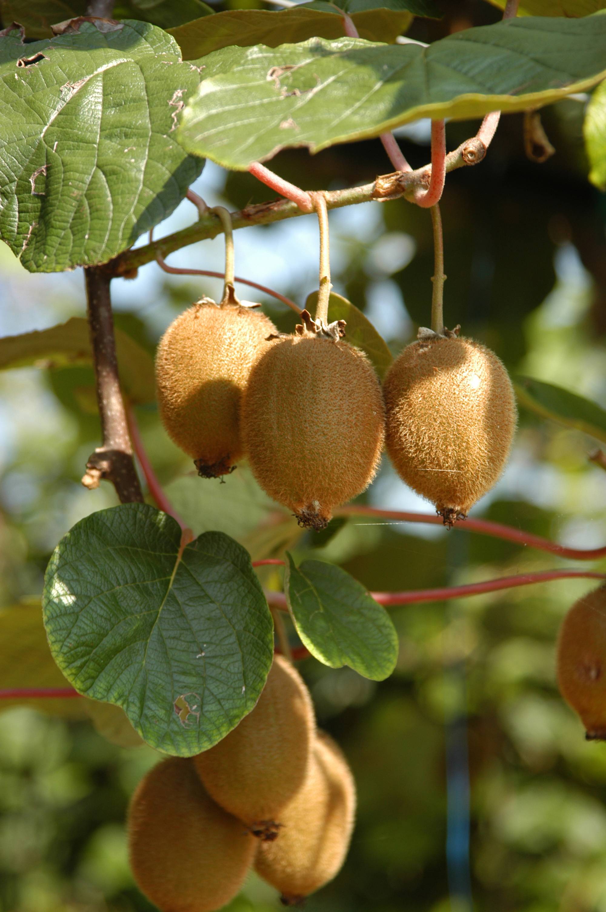 Kiwi autofertile 'Solissimo'®
