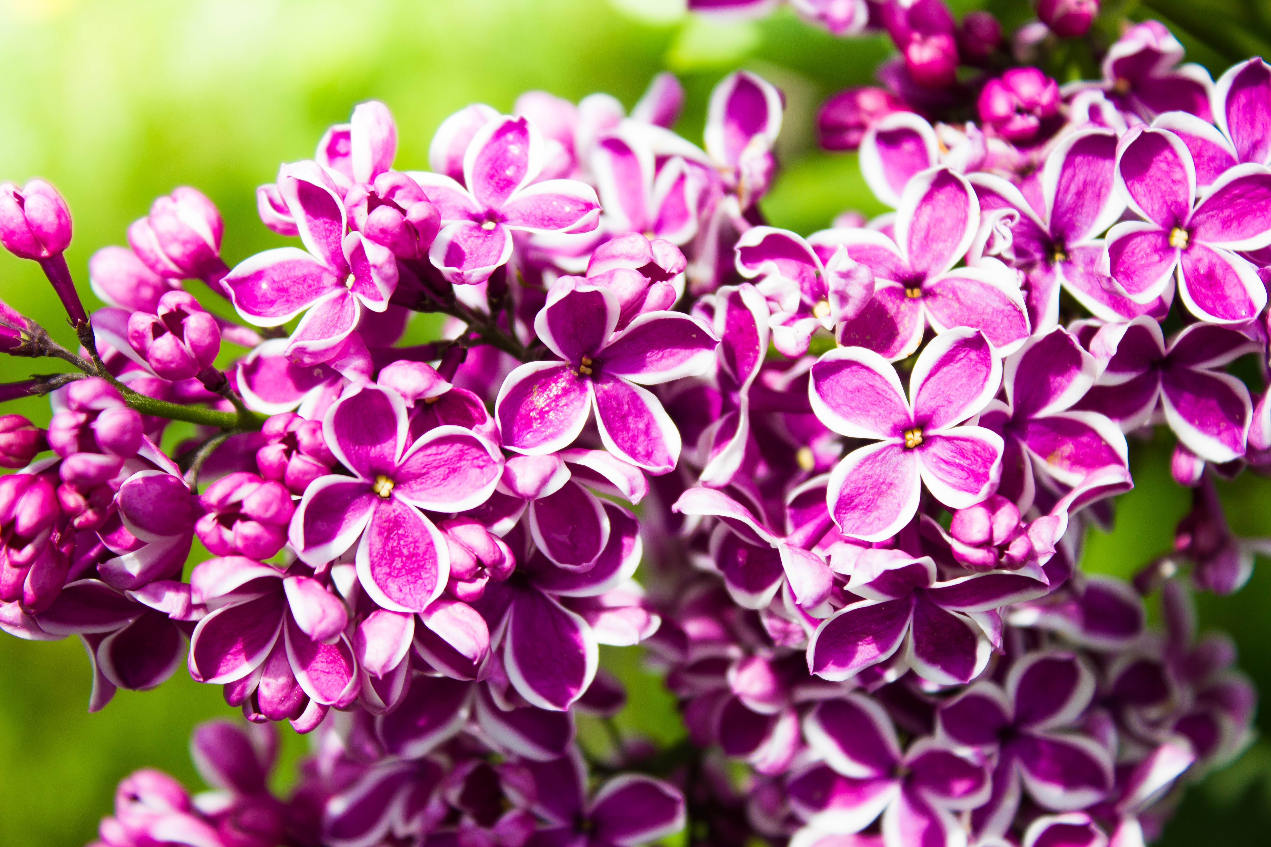 Syringa vulgaris 'Amethyst' - Lilas