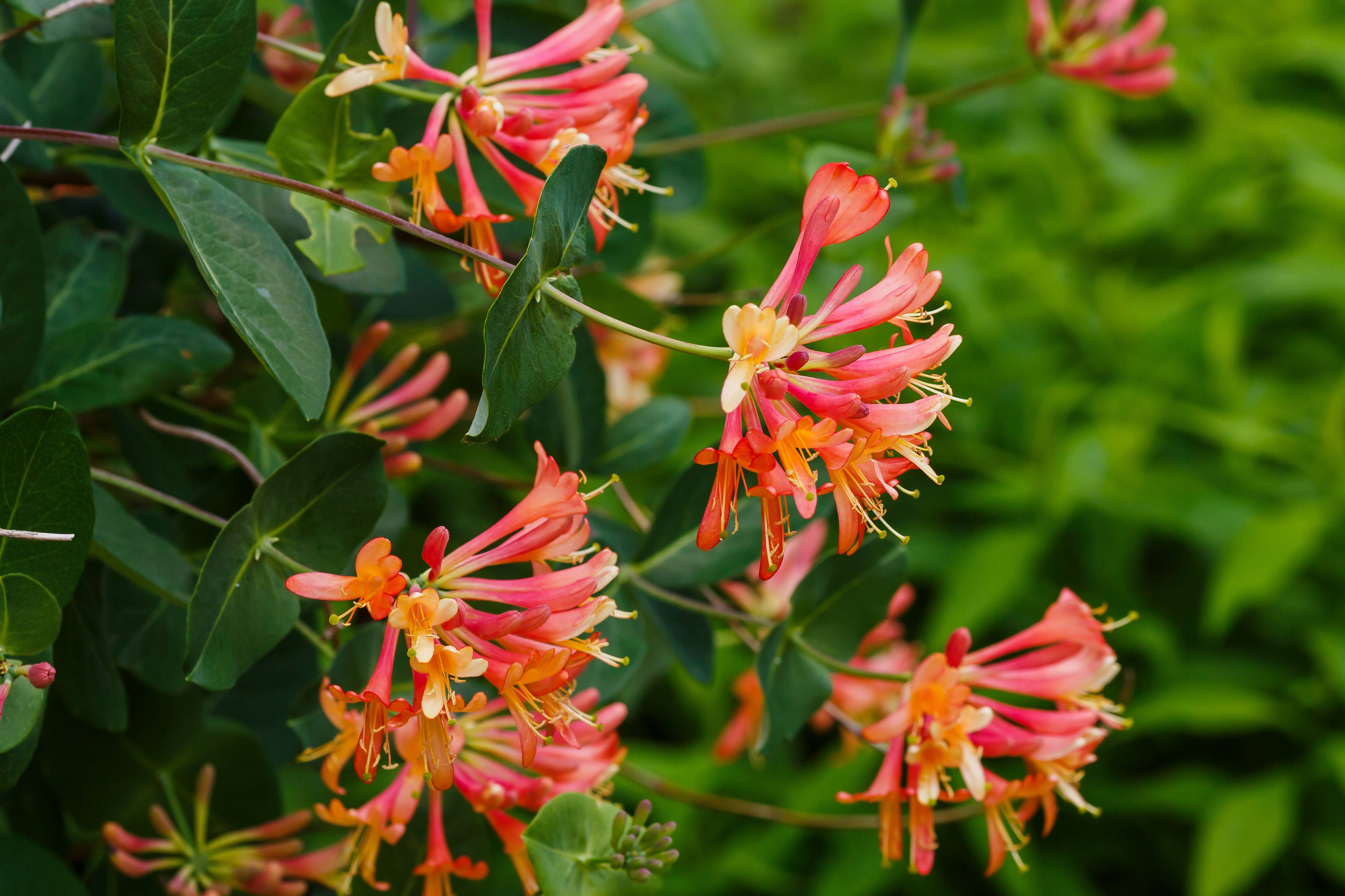 Lonicera brownii 'Dropmore Scarlet' - Chevrefeuille