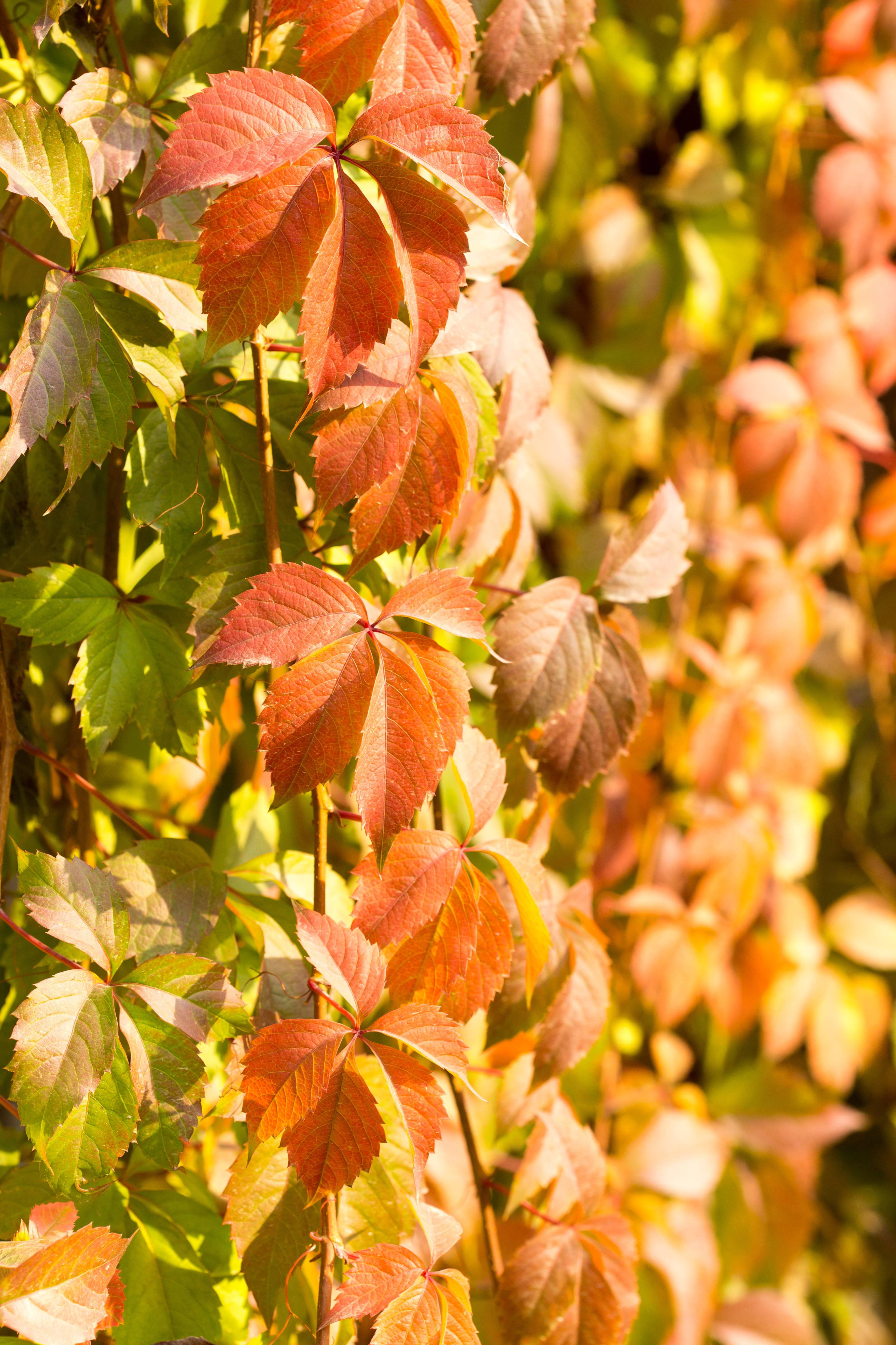 Parthenocissus quinquefolia 'Yellow Wall'