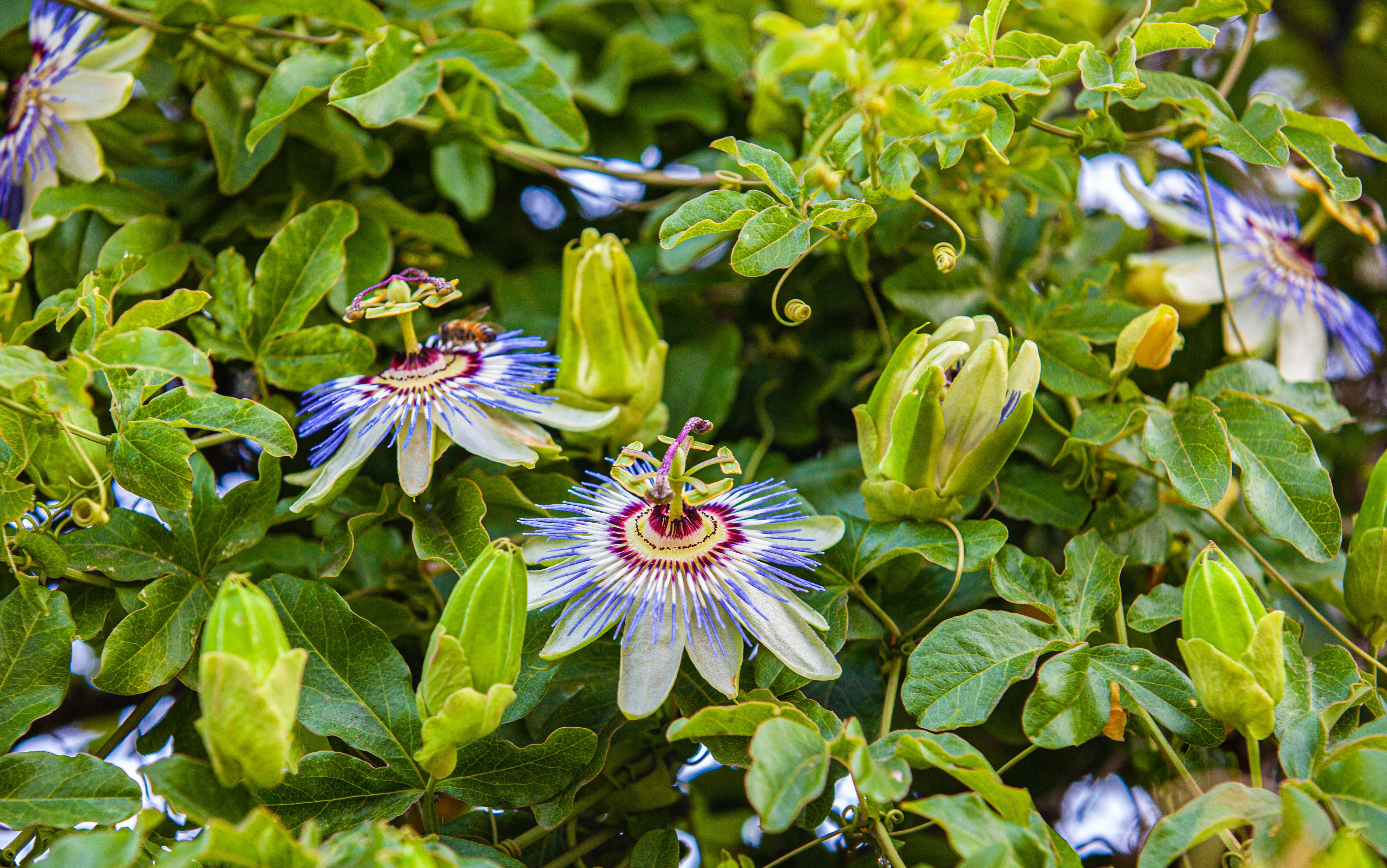 Passiflora caerulea 'Clear Sky' - Passiflore