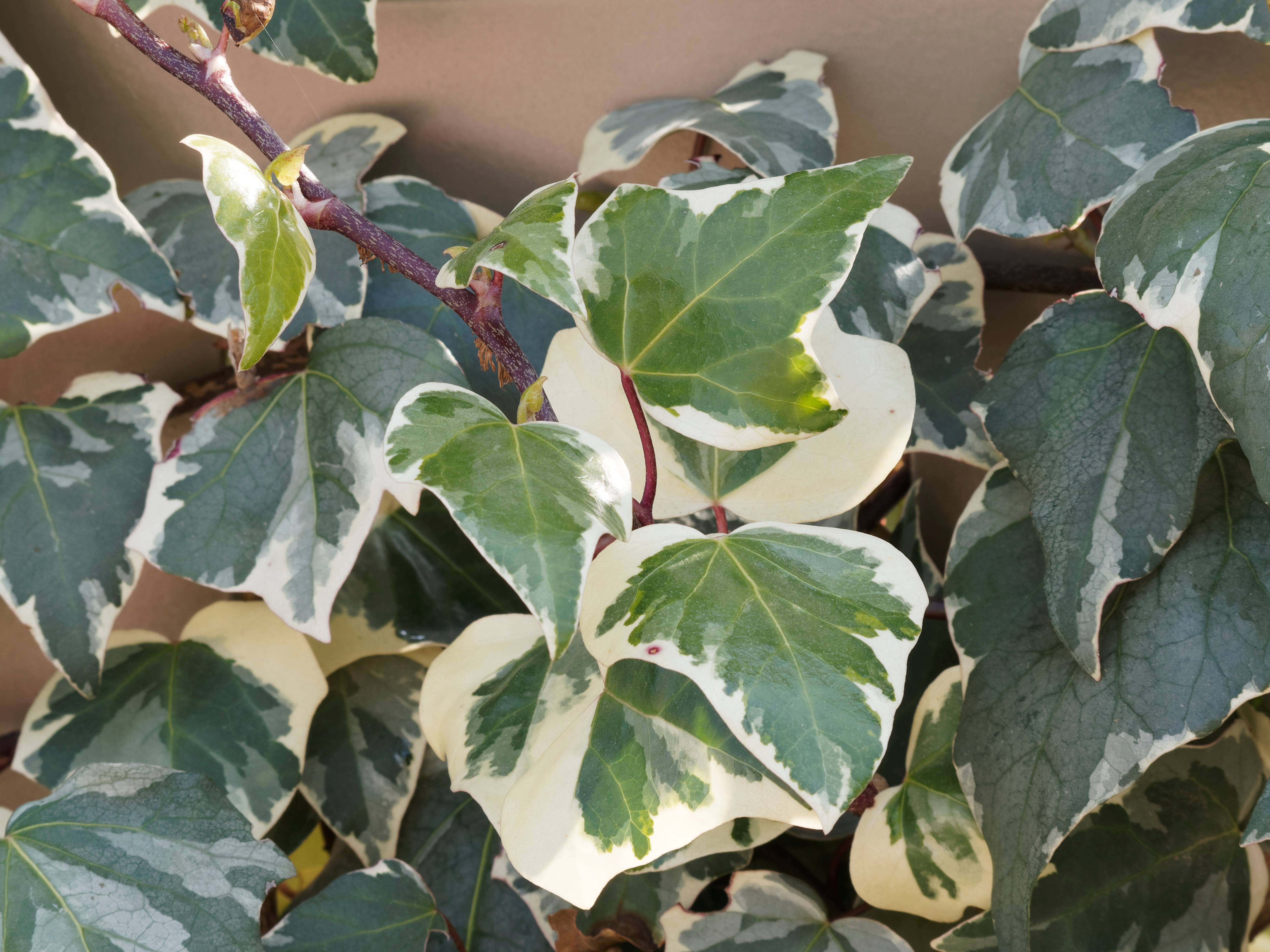 Hedera Panache - Lierre - Image 2